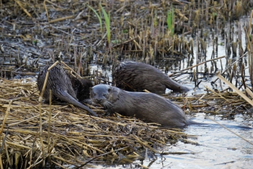Otter family at the South Finger again